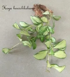 週末セールbレア　ホヤ アルゲンティア プリンセス サクララン　美株 レア ホヤ アルゲンティア プリンセス サクララン 美株