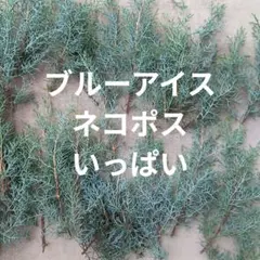 コニファー　ブルーアイス　リース材料