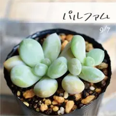 多肉植物【ミウル】グラプトセダム ポットごと or 抜き苗 6㎝ポット