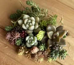 多肉植物　カット苗セット　Ｃ
