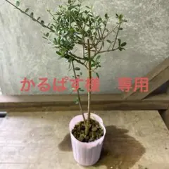 かるぱす様 リクエスト 2点 まとめ商品