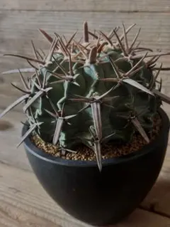 2026年最新】花王丸 サボテンの人気アイテム - メルカリ