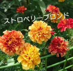 クロネコ様 リクエスト 2点 まとめ商品