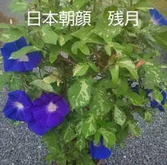 朝顔の種　残月　6粒　あさがおの種　日本朝顔　花の種　花の苗　残りわずかのサムネイル