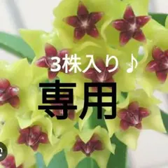 aniki55様専用 速達発送♪3株入り♪★クミンギアナ＆ホヤベラセブンスターMのサムネイル