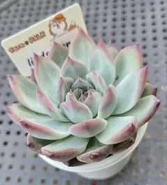 露蛍　札付きポットごとメルカリ便ファームパルクさん苗 露蛍 札付きポットごとメルカリ便ファームパルクさん苗 - メルカリ