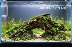 4[新品]マシンガンウッド★水槽 レイアウト　アクアリウム　熱帯魚　流木　メダカ
