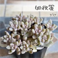 多肉植物【姫秋麗】 ポットごと or 抜き苗 6㎝ポット《2個セットも販売中》のサムネイル