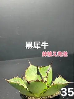 2025年最新】黒犀牛の人気アイテム - メルカリ