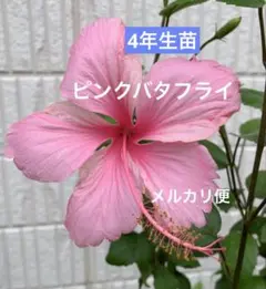 HARU様 リクエスト 2点 まとめ商品