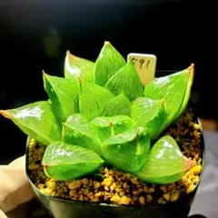 I ナイルの一滴 葉刺し苗 多肉植物 ハオルチア アロエ - メルカリ