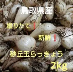 初物❗️鳥取県産 農薬不使用 砂丘らっきょう らっきょう - メルカリ