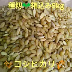 令和8年用（令和7年産） 種もみ コシヒカリ20kg （温湯消毒、催芽済み