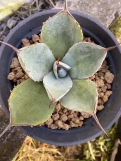 2025年最新】トランカータ 斑入りの人気アイテム - メルカリ