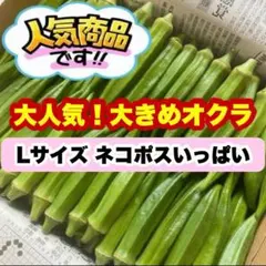 Lサイズ ネコポスいっぱい 高知県産オクラ 野菜 鮮度抜群 お得 sqh177のサムネイル