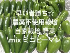 早い者勝ち☆ 農薬不使用栽培 自家栽培 野菜詰め合わせ ミックス ミニピーマン