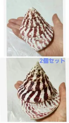 貝殻　タカセガイ　高瀬貝　貝殻標本