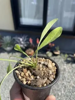 鉄甲丸　種子10粒 isla del pescado - Euphorbia bupleurifolia-鉄甲丸