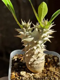 パキポディウム 恵比寿大黒 塊根植物 コーデックス 観葉植物