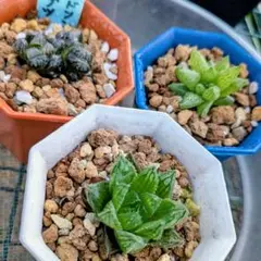 2025年最新】ハオルチア セットの人気アイテム - メルカリ