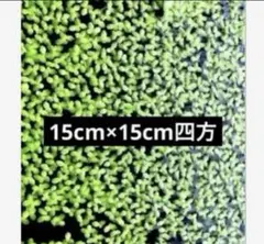 【限定1セット】青浮草　15cm×15cm四方のサムネイル