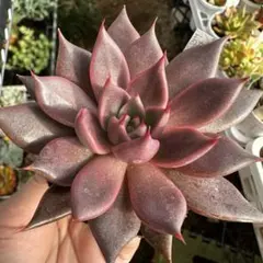 2025年最新】おらいさん苗 青札の人気アイテム - メルカリ