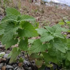 農薬不使用 キャットニップ 抜き苗 農薬不使用 キャットニップ 抜き苗 - メルカリ