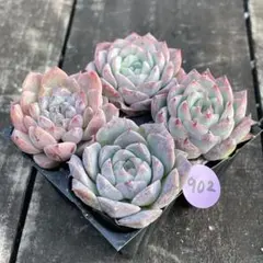 2025年最新】フラワー・ガーデニングの人気アイテム - メルカリ