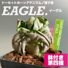 2025年最新】太陽神 アガベの人気アイテム - メルカリ