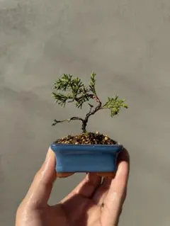 樹高8㎝ 根上がりミヤマキリシマ ピンク 小品 盆栽 黒松 真柏 五葉松