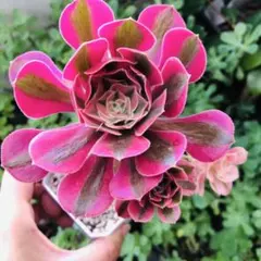 多肉植物 アエオニウム アエオニウム属 ピンクガール pink girl - メルカリ