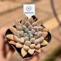 Top【選抜株】多肉植物 362769クリスタル ボール 40個 鉢無し/脱土