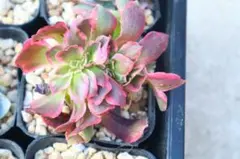 2026年最新】アエオニウム 綴化の人気アイテム - メルカリ