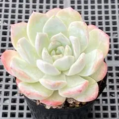 【送料込み】エケべリア韓国苗　名無し02　多肉植物　ポコ多肉