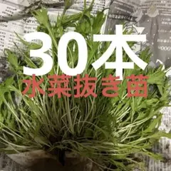 2025年最新】苗の人気アイテム - メルカリ