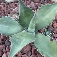 サルミアナ　フェロックス　グリーンジャイアント　希少　おまけ付き 2025年最新】アガベ グリーンジャイアントの人気アイテム - メルカリ