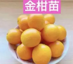 湘南ゴールドの種 5粒 (希少性の高い柑橘の種です） - メルカリ