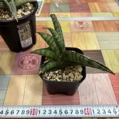 ガレージM様 リクエスト 2点 まとめ商品