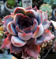 2025年最新】ロウルサンコの人気アイテム - メルカリ