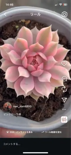 ✨ローラ錦✨ 葉挿し苗  4頭？ ✨ローラ錦✨ 葉挿し苗 4頭？