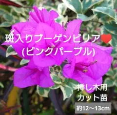 なおなお様 リクエスト 3点 まとめ商品