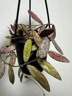 2025年最新】ホヤの人気アイテム - メルカリ