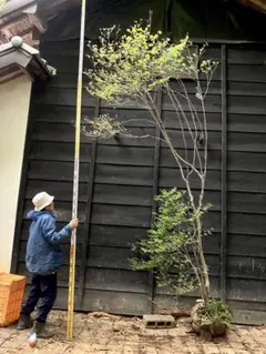 2026年最新】山採り ドウダンツツジの人気アイテム - メルカリ