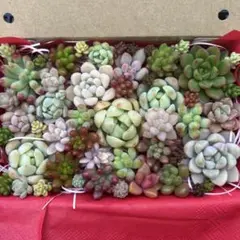 w*i様 多肉植物　カット苗　詰め合わせ　①