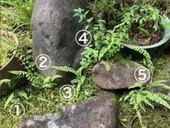 ★シダ植物５株★自生苗★山野草★観葉植物★ミニ盆栽★のサムネイル