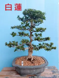 盆栽 ビナンカズラ 美男葛 - Mercari Japan 91447559238 | Otsukai.com