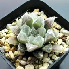 2026年最新】多肉植物 ハオルチア ベヌスタ錦の人気アイテム - メルカリ