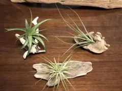 小型流木3点セット　2