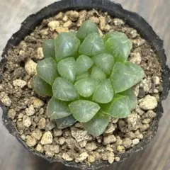 オブツーサ　抜き苗