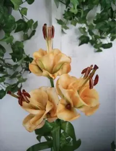 たぬ吉くん様 リクエスト 4点 まとめ商品